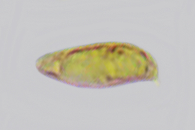 Xerocomellus ripariellus