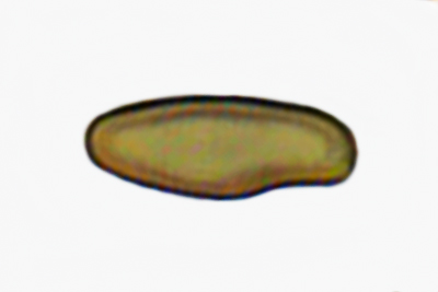 Xerocomellus sarnarii