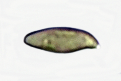 Xerocomus ferrugineus