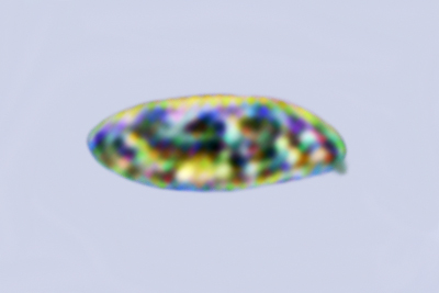 Xerocomus silwoodensis