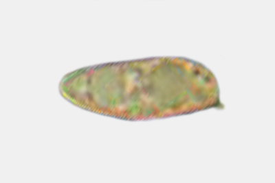 Xerocomus subtomentosus