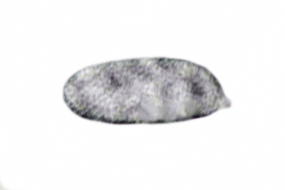 Xeromphalina fraxinophila