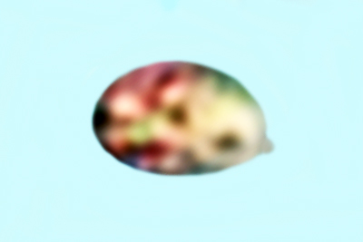 Xerophorus olivascens